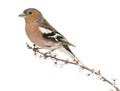 Common Chaffinch perched on branch Royalty Free Stock Photo