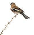 Common Chaffinch perched on branch Royalty Free Stock Photo