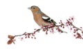 Common Chaffinch perched on branch, singing, isolated on white