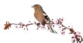 Common Chaffinch perched on branch, singing Royalty Free Stock Photo