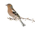 Common Chaffinch perched on branch, whistling Royalty Free Stock Photo