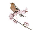 Common Chaffinch perched on Japanese cherry branch, tweetin Royalty Free Stock Photo