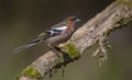 Common Chaffinch sits on old looking dry stick Royalty Free Stock Photo