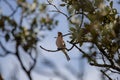 Common chaffinch perched on a tree branch and singing to court a female Royalty Free Stock Photo