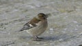 Common chaffinch sick Trichomoniasis Canker Fat finch in UK