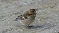 Common chaffinch sick Trichomoniasis Canker Fat finch in UK