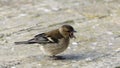 Common chaffinch sick Trichomoniasis Canker Fat finch in UK