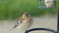 Common chaffinch sick Trichomoniasis Canker Fat finch in UK