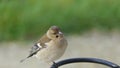 Common chaffinch sick Trichomoniasis Canker Fat finch in UK