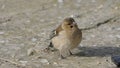 Common chaffinch sick Trichomoniasis Canker Fat finch in UK