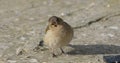 Common chaffinch sick Trichomoniasis Canker Fat finch in UK