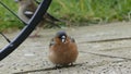 Common chaffinch sick Trichomoniasis Canker Fat finch in UK