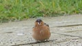 Common chaffinch sick Trichomoniasis Canker Fat finch in UK