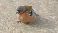 Common chaffinch sick Trichomoniasis Canker Fat finch in UK