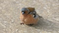 Common chaffinch sick Trichomoniasis Canker Fat finch in UK