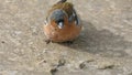 Common chaffinch sick Trichomoniasis Canker Fat finch in UK