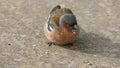 Common chaffinch sick Trichomoniasis Canker Fat finch in UK