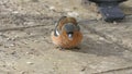 Common chaffinch sick Trichomoniasis Canker Fat finch in UK