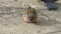 Common chaffinch sick Trichomoniasis Canker Fat finch in UK