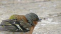 Common chaffinch sick Trichomoniasis Canker Fat finch in UK