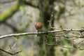 Male Chaffinch at Lydford Gorge