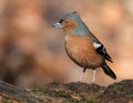 The common chaffinch or simply the chaffinch is a common and widespread small passerine bird in the finch family. Royalty Free Stock Photo