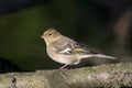 Common chaffinch Royalty Free Stock Photo