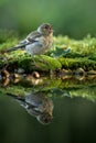 Common chaffinch sitting on lichen shore of pond water in forest with bokeh background and saturated colors, Hungary, bird reflect