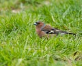 Common Chaffinch Standing in the Grass on a Cold Morning Royalty Free Stock Photo