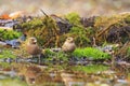 Common chaffinchs on watering Royalty Free Stock Photo