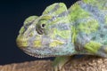 Common Chameleon