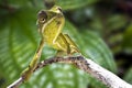 Common Chameleon Chamaeleo chamaeleon, Madagascar