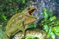 Common Chameleon Chamaeleo chamaeleon, Madagascar