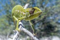 Common Chameleon Chamaeleo chamaeleon, Madagascar