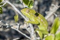 Common Chameleon Chamaeleo chamaeleon, Madagascar