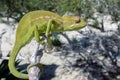 Common Chameleon Chamaeleo chamaeleon, The common chameleon Madagascar