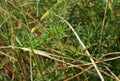 Common Chameleon or Mediterranean chameleon Chamaeleo chamaeleon walks on the grass, purposely blurred, selective focus Royalty Free Stock Photo