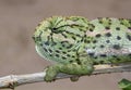 Common chameleon or Mediterranean chameleon (Chamaeleo chamaeleon) portrait.