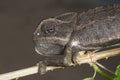 Common chameleon or Mediterranean chameleon (Chamaeleo chamaeleon) portrait.