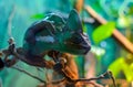 Common chameleon or Mediterranean chameleon Chamaeleo chamaeleon sitting on a tree branch Royalty Free Stock Photo