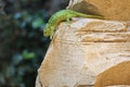 Common chameleon