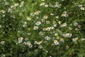 Common chamomile Royalty Free Stock Photo