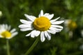 Common chamomile Royalty Free Stock Photo