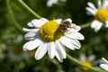 Common chamomile with a honeybee Chamaemelum nobile