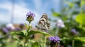 Common Checkered Skipper Butterfly