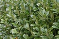 Common or Cherry Laurel - Prunus laurocerasus in flower, Norfolk, England, UK.