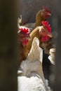 Common chickens crowded into chicken battery cage Royalty Free Stock Photo