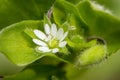 Common Chickweed cerastium fontanum with the common name of Mouse-ear Chickweed Royalty Free Stock Photo