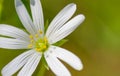 common chickweed flowers Royalty Free Stock Photo