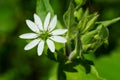 Common Chickweed - Stellaria media Royalty Free Stock Photo